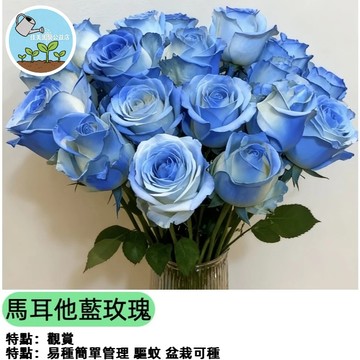 ✨台灣珍稀✨藍色玫瑰花種子 藍月玫瑰 奇蹟藍色花卉 陽台庭院觀賞盆栽 特殊花色 園藝收藏 易種開花
