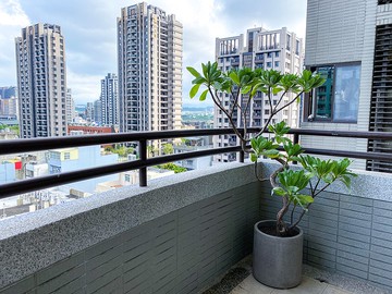 【高光植栽】白水木 (M型) | 水泥圓柱盆(40cm) (訂製請洽客服)