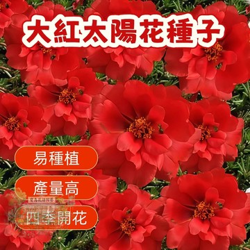 🌹  大紅太陽花種子  四季種植 稀有重瓣 四季播種松葉牡丹易活開花不斷室內外陽臺種植 觀賞花卉種子 超低價