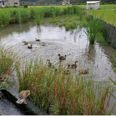 ふるさと納税 松崎町 山芳園の天日干し 通年合鴨農法米 うるち玄米 10kg(5kg×2袋)