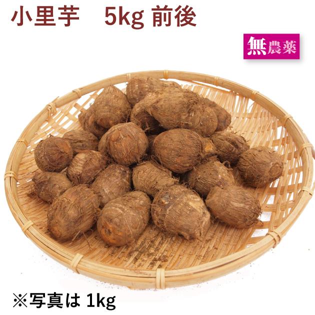 小里芋 5kg前後  　無農薬栽培 送料込