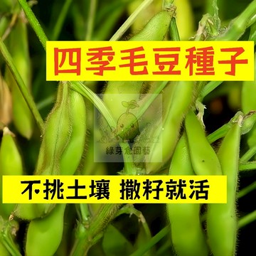 🌱【現貨-隔日到店】四季毛豆種子MD-3 不挑土壤 撒籽就活 大豆高產早熟 青豆 毛豆 易種植 田園庭院四季豆類蔬菜種子