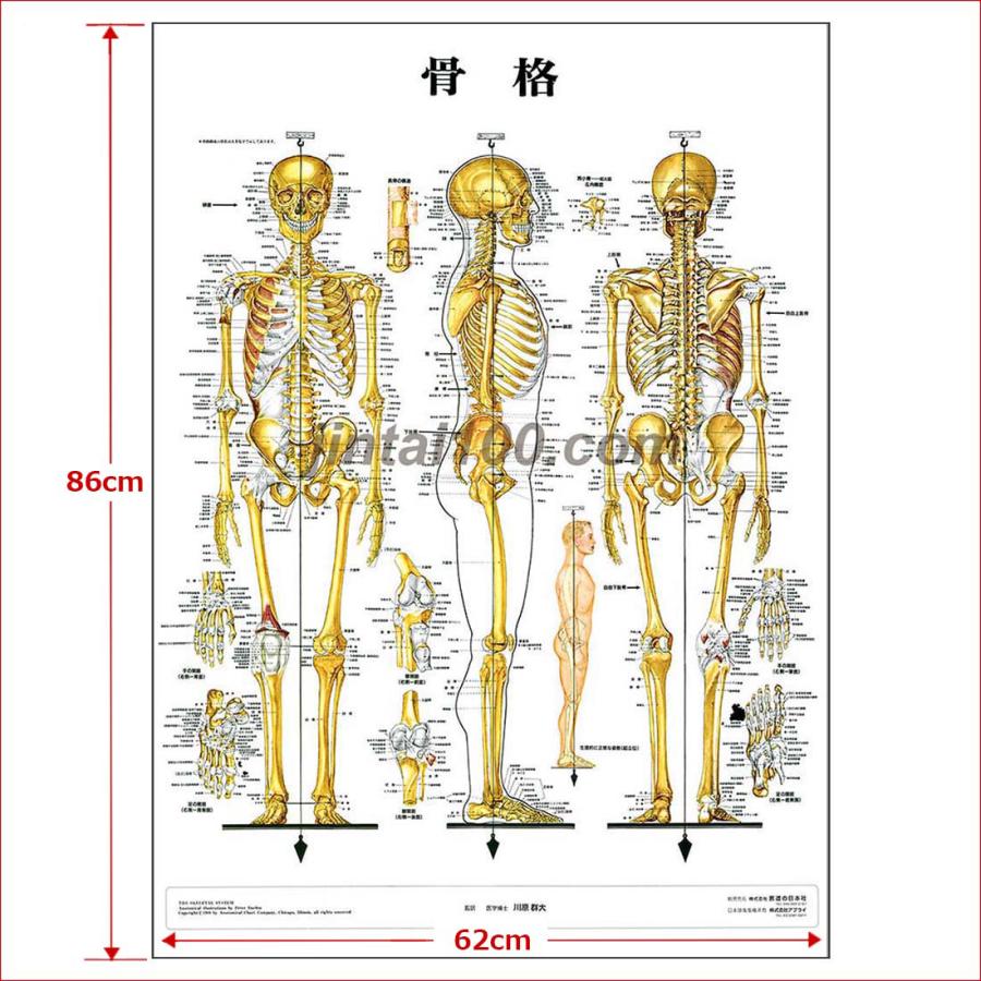 「骨格」医学ポスター ポスターA1サイズ  人体解剖学図ポスター 医学チャート