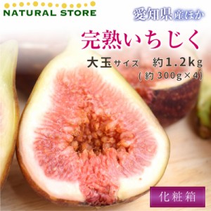 [最短順次発送]  完熟いちじく 約1.2kg 大玉 約300g x 300g×4p 夏ギフト 夏ギフト お中元 御中元