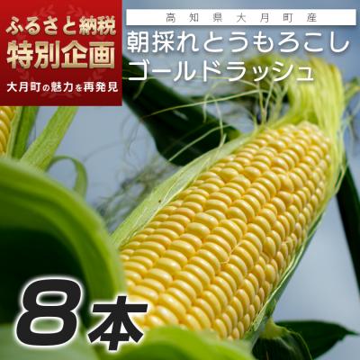 ふるさと納税 大月町 朝獲れ ゴールドラッシュ 8本