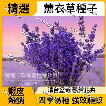 💥蝦皮熱銷 薰衣草種子（500粒）花海法國普羅旺斯 加納利薰衣草  四季易種植花卉種子 植物種子 可盆栽地栽小院陽台種