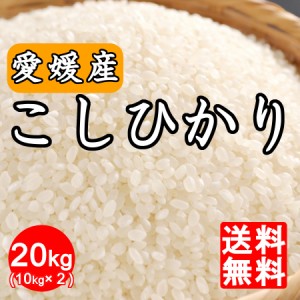 米 令和５年産 新米 愛媛県産こしひかり20kg(10kg×2)※北海道,東北,沖縄除く