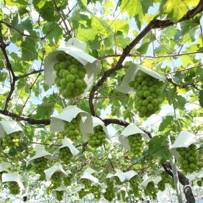 ふるさと納税 南アルプス市 先行受付 厳選!シャインマスカット 約2kg(3〜4房) 山梨県南アルプス市産