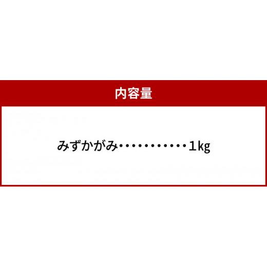 ふるさと納税 滋賀県 守山市 肥料屋厳選近江米みずかがみ１kg