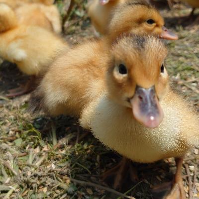 ふるさと納税 滝沢市 武田家のお米 岩手県産　きらほ 白米 10kg