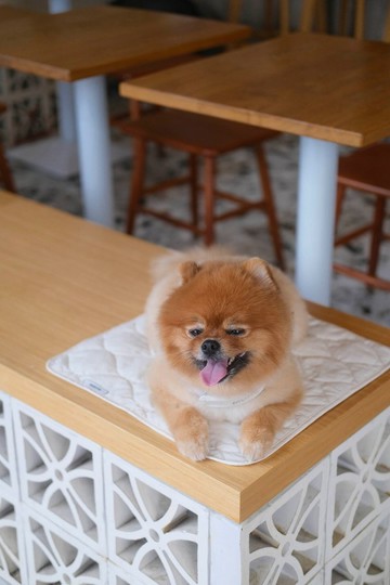(S size) Comfort Mat(w/GrippyDots) 毛孩外出舒適墊(小碼)