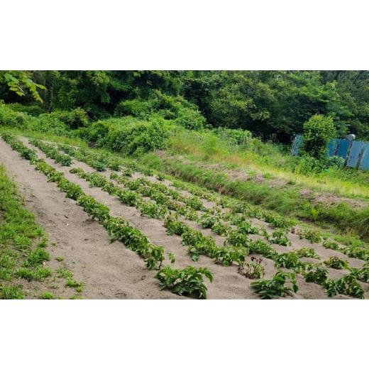 ふるさと納税 新潟県 柏崎市 冷凍焼き芋 紅はるか 1.8kg 新潟県柏崎産[B571]