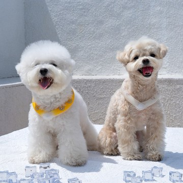 ✈️快速出貨 韓國品牌 ❗ 獨家總代理❗【梨花娘】🐾BAILEY 🐶炎炎夏日寵物頸部降溫舒緩夜間瑩光冷卻頸圈(2色)