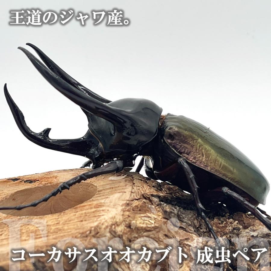 昆虫）ツシマヒラタクワガタ 長崎県厳原産 成虫 ６０〜６４ｍｍ（１