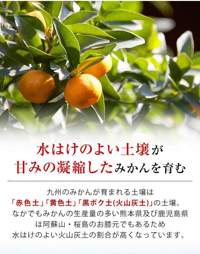 みかん 訳あり 送料無料 2セット購入で1セットおまけ 1セット1.5kg入 お取り寄せフルーツ 柑橘類 ミカン わけあり 九州産 7-14営業日以内に出荷予定