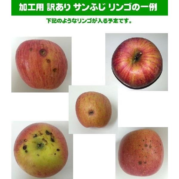 予約販売 加工用 訳あり りんご サンふじ 10kg 送料無料 山形県産 [加工用りんご１０キロ]