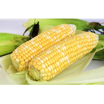 鮮採家 爆汁香甜水果玉米10台斤1箱(約18-25支)