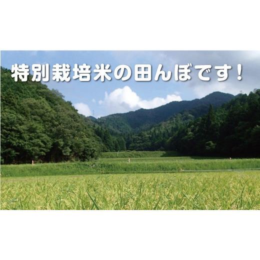 ふるさと納税 兵庫県 丹波篠山市 丹波篠山産　特Aランク　特別栽培米　越光（５ｋｇ×２袋）