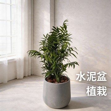 黃椰子 ins北歐風 椰子 寵物友善 水泥盆植栽 室內植物 送禮首選 觀葉植物 盆器搭配 禮盆 大型植物 景觀植栽