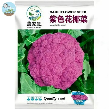 【原廠包裝】紫色花椰菜種子（Purple Cauliflower）400粒裝 紫色奇蹟 夢幻營養蔬菜  陽台盆栽可種