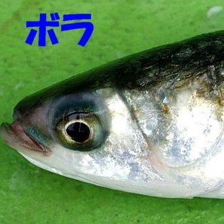 送料無料！最高級国産（宮崎県産）ボラのたまご　ボラの卵　高級珍味『からすみ』の材料300-350ｇ