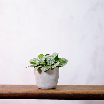 【室內盆栽】網紋草盆栽 觀葉植物 綠化 植栽 盆栽 送禮