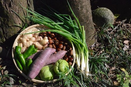 越知産市の季節の野菜セット(年2回発送)