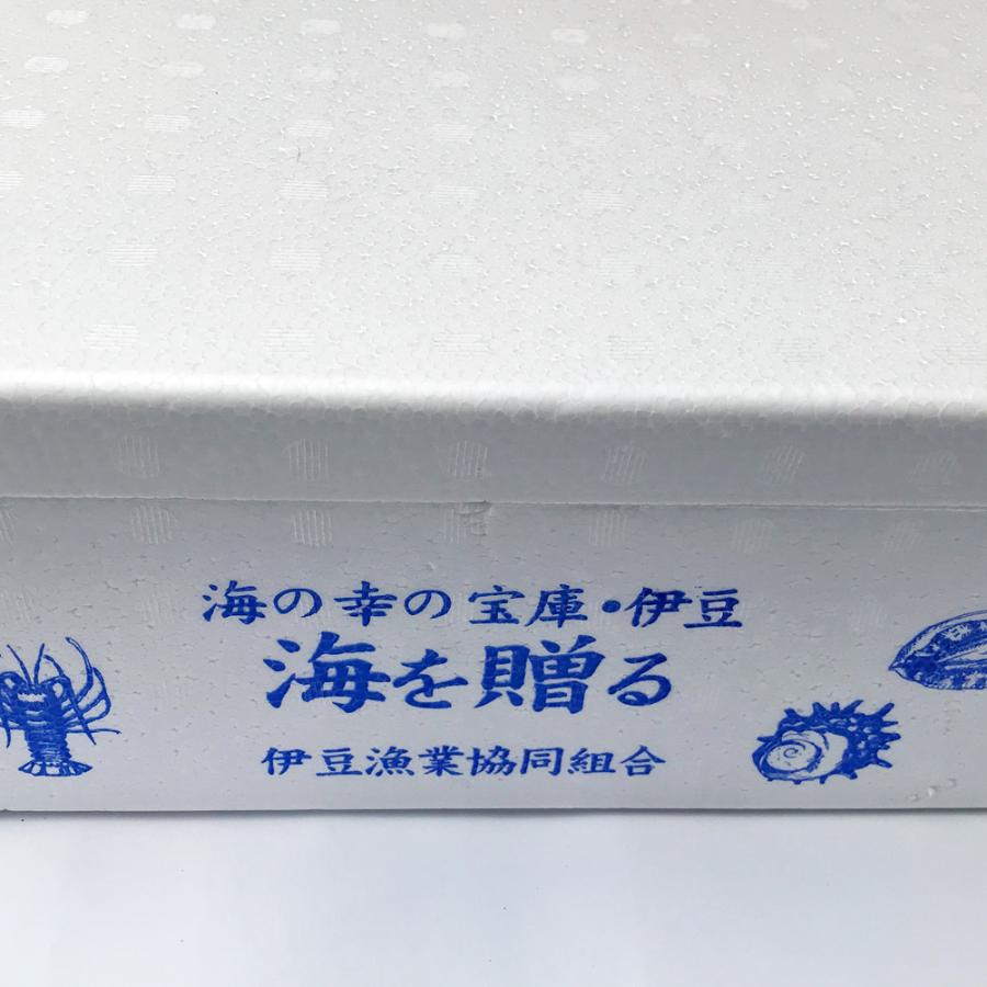 活き 伊勢海老 2kg サイズお任せ 伊豆 下田 生きたまま 刺身 伊勢エビ イセエビ