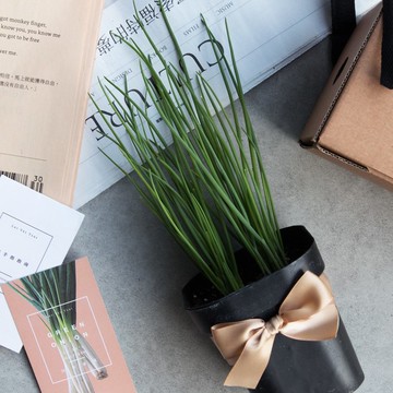 四季青蔥_香料盆栽禮物款