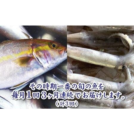 ふるさと納税 〜海の幸〜旬の朝どれ鮮魚セット カネアリ水産の鮮魚定期便３ヶ月 季節 四季 旬 春 夏 秋 冬 鮮魚 カツ.. 高知県田野町