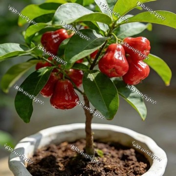 現貨 蓮霧種子（250粒）盆栽蓮霧 黑金剛/香水/巴掌/芭比蓮霧｜熱帶果樹 庭院盆栽｜南北可試種 嫁接基底 水果種子