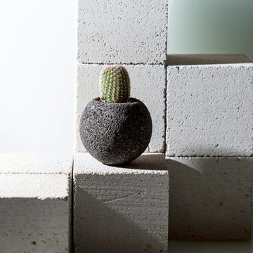 隕石星球仙人掌II - 黑色星球【植物保固】 禮物