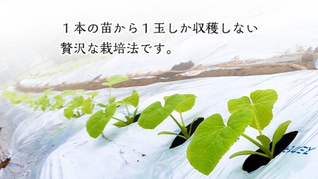 季節限定 ！ 甘さ満点 アールス メロン 大箱 （ 4〜5玉 ） 先行予約 果物 フルーツ 農家直送 産直 青肉メロン 特産品 マスクメロン[BC046sa]