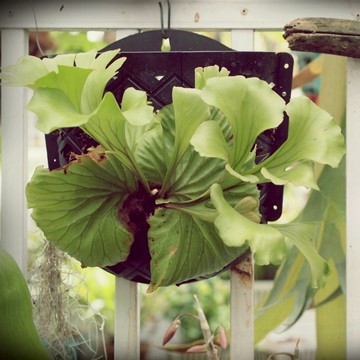 上鹿神器｜斑啾植選｜蕨世好盆｜鹿角蕨上板｜簡易上板｜鹿球神器｜蕨世神球｜園藝｜蘭花｜細菌玉女金童