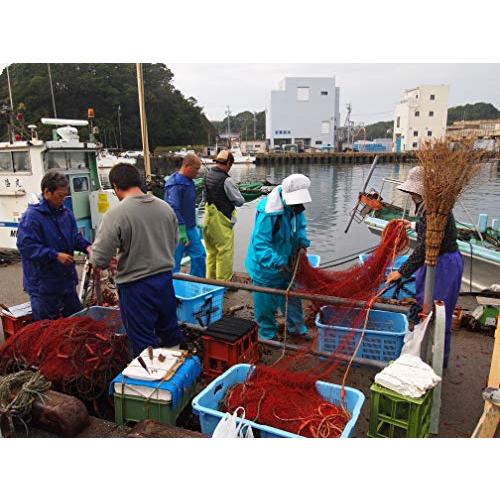 伊勢海老の本場　三重県伊勢志摩産　天然活魚問屋直送　　活　伊勢海老　超々特大2尾(0.9kg入り）　ギフト　 (2匹)