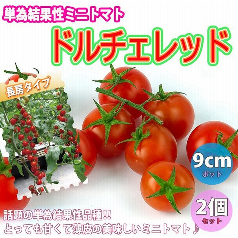 ミニトマト苗 ドルチェ レッド 野菜苗 自根苗 9cmポット 2個セット 高糖度 薄皮 多収穫 新品種 送料無料 即出荷 通販 Lineポイント最大0 5 Get Lineショッピング