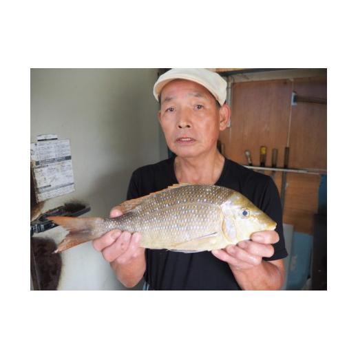 ふるさと納税 高知県 宿毛市 宿毛の魚ふるさと宅急便 B