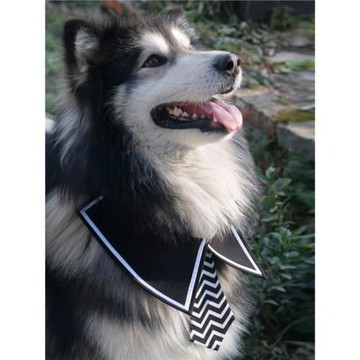 寵物婚禮阿拉紳士圍脖狗狗領巾金毛帥氣薩摩個性領帶大型犬項圈夏