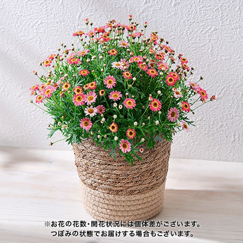 母の日 マーガレット あんずな気持ち ラン 鉢物 観葉植物 通販 Lineポイント最大13 0 Get Lineショッピング
