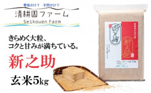 令和5年産新米 新之助5kg 清耕園ファーム 農家直送 新潟の新しいブランド米