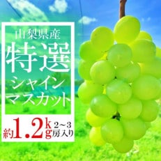 山梨県笛吹市産　旬の採れたてシャインマスカット　特選　約1.2kg　2房～3房