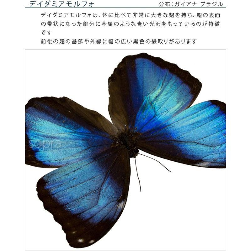 蝶の標本 デイダミアモルフォ Morpho deidamia モルフォチョウ