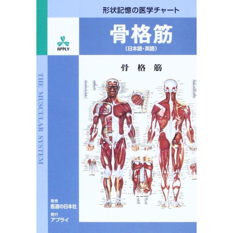骨格筋形状記憶の医学チャート (健康)