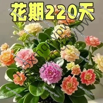 現貨 碧玉花種子（500粒） 四季種植 濃香型 重瓣碧玉花種球花卉綠植盆栽四季開花濃香型室內盆栽室內淨化空氣 超長花期