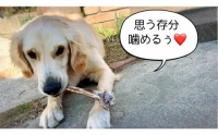 FB142　大型犬向け☆天然いのししのスモーク骨ガム3本