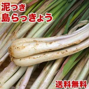 島らっきょう沖縄県産1kg  送料無料！2kgご購入で更に200gオマケ 沖縄｜野菜｜