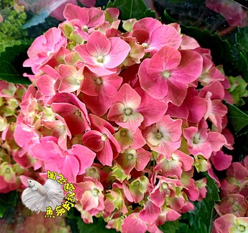 紅色繡球花 多年生繡球花紫陽花盆栽5 6吋盆活體盆栽 Yahoo奇摩超級商城 Line購物