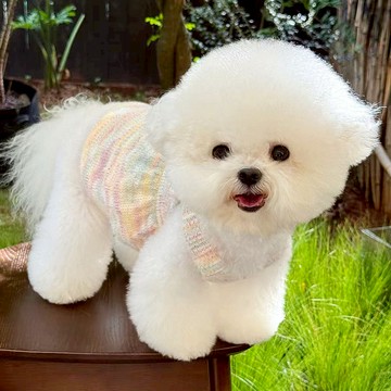 【汪喵森活】花花針織公主裙 寵物洋裝 可牽引 狗衣服 寵物衣服 秋冬服飾 小型犬 雪納瑞 比熊 貴賓 貓咪 寵物背心