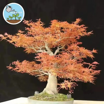 🌿【飄逸楓情】日本紅楓樹苗種子 四季變葉盆栽 室內陽台綠植 景觀造景 日式庭院 落地窗造景 易栽種 療癒系植栽