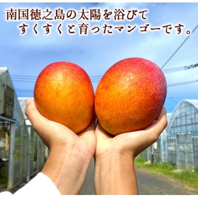 ふるさと納税 天城町 徳之島 天城町産 完全無加温 完熟 マンゴー 家庭用 1kg